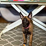 Bela a rejoint le concours — aidez-le/la à gagner de superbes lots ! puppy, dog, toy, rope_toy, indoor, carpet, patterned_rug, table, furniture, blurred_background, person, living_room, brown_dog, black_face, alert, pet, young_dog, ears_up, collar, floor