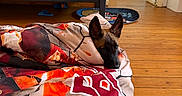 Bela a rejoint le concours — aidez-le/la à gagner de superbes lots ! dog, blanket, bedroom, wooden_floor, bed, bedding, red, ears, peeking, curious, indoor, floor, wall_hanging, room, cozy, resting, animal, pet, comfort, relaxation