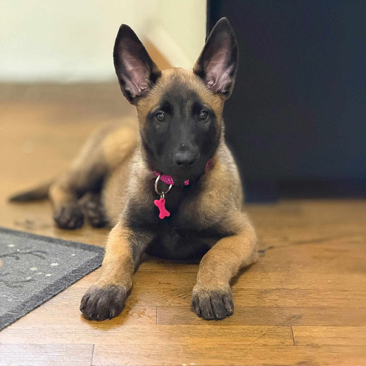 Bela