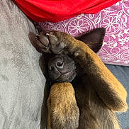 Bela participe au concours pour gagner de l'argent avec cette photo : dog, paw, nose, ear, couch, blanket, cushion, sleeping, cute, pet, canine, fur, resting, indoor, closeup, relaxing, brown, black, comfort, animal