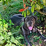 dog, animal, pet, outdoor, greenery, plants, grass, leaves, sunlight, nature, tongue_out, happy, canine, bush, shade, smiling, relaxed, muzzle, fur, eyes