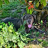 dog, outdoor, greenery, tree, grass, leaf, shade, tongue_out, pet, animal, nature, relaxing, sunlight, canine, happy, resting, summer, garden, plant, friendly