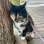 Vogue a rejoint le concours — aidez-le/la à gagner de superbes lots ! animal, calico, cat, closeup, curious, daylight, fur, green_eyes, leash, nature, outdoor, pavement, pet, sidewalk, street, tree, urban, walking, whiskers, young_cat