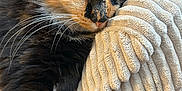 Vogue participe au concours pour gagner de l'argent avec cette photo : animal, blanket, cat, closeup, comfort, cozy, cute, feline, fur, indoor, kitten, nap, paw, pet, resting, sleeping, soft, texture, tortoiseshell, whiskers