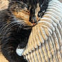 animal, blanket, cat, closeup, comfort, cozy, cute, feline, fur, indoor, kitten, nap, paw, pet, resting, sleeping, soft, texture, tortoiseshell, whiskers