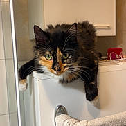 Vogue participe au concours pour gagner de l'argent avec cette photo : animal, bathroom, cabinet, cat, coat_pattern, curious, cute, domestic_animal, fur, furniture, green_eyes, home, indoor, laying_down, pet, relaxed, resting, tortoiseshell, towel, whiskers