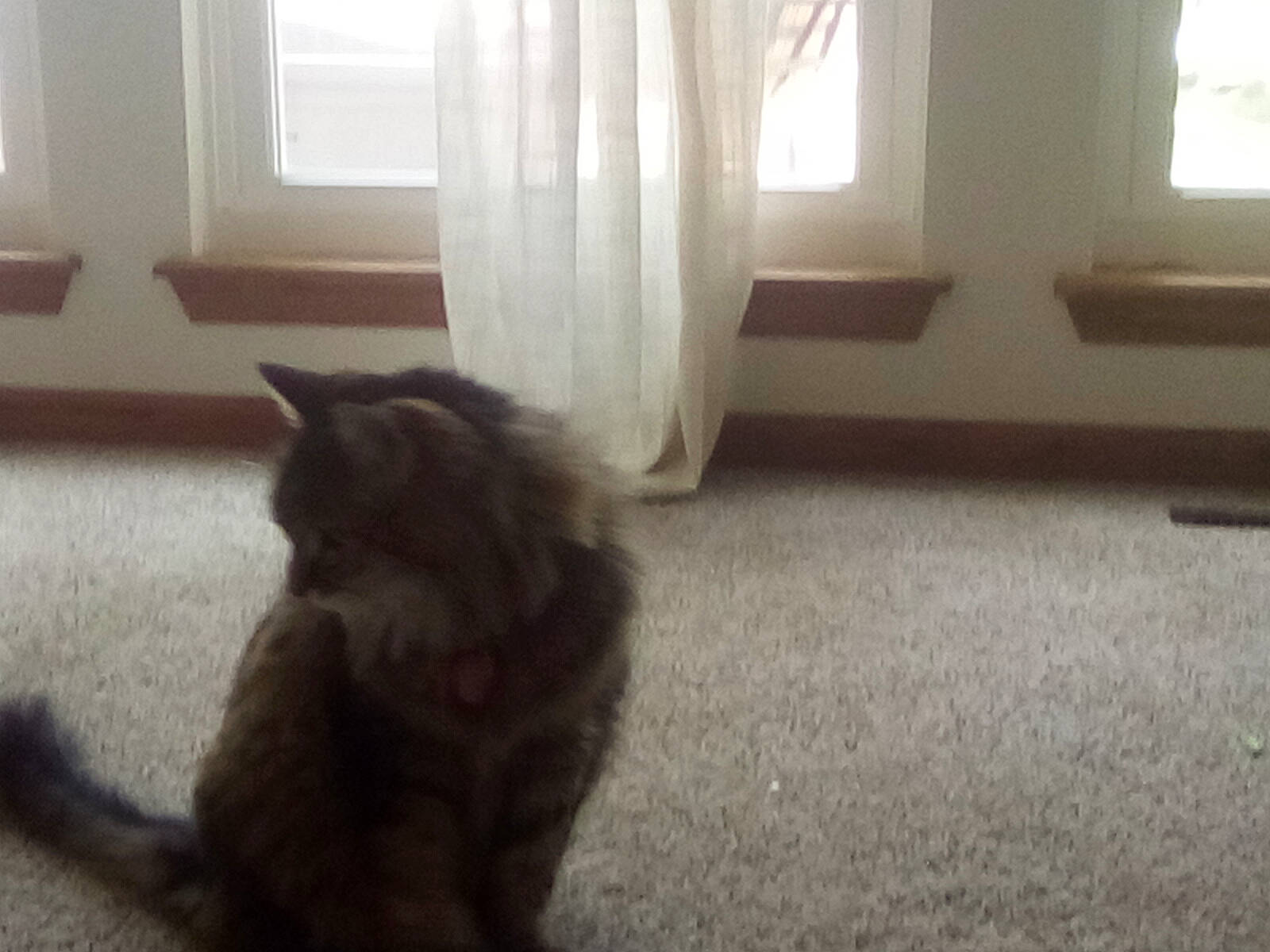 Heidi joined the competition — help win amazing prizes! carnivore, cat, comfort, curtain, dog_breed, domestic_short_haired_cat, felidae, floor, flooring, fur, grey, hardwood, laminate_flooring, paw, small_to_medium_sized_cats, snout, tail, whiskers, window, wood