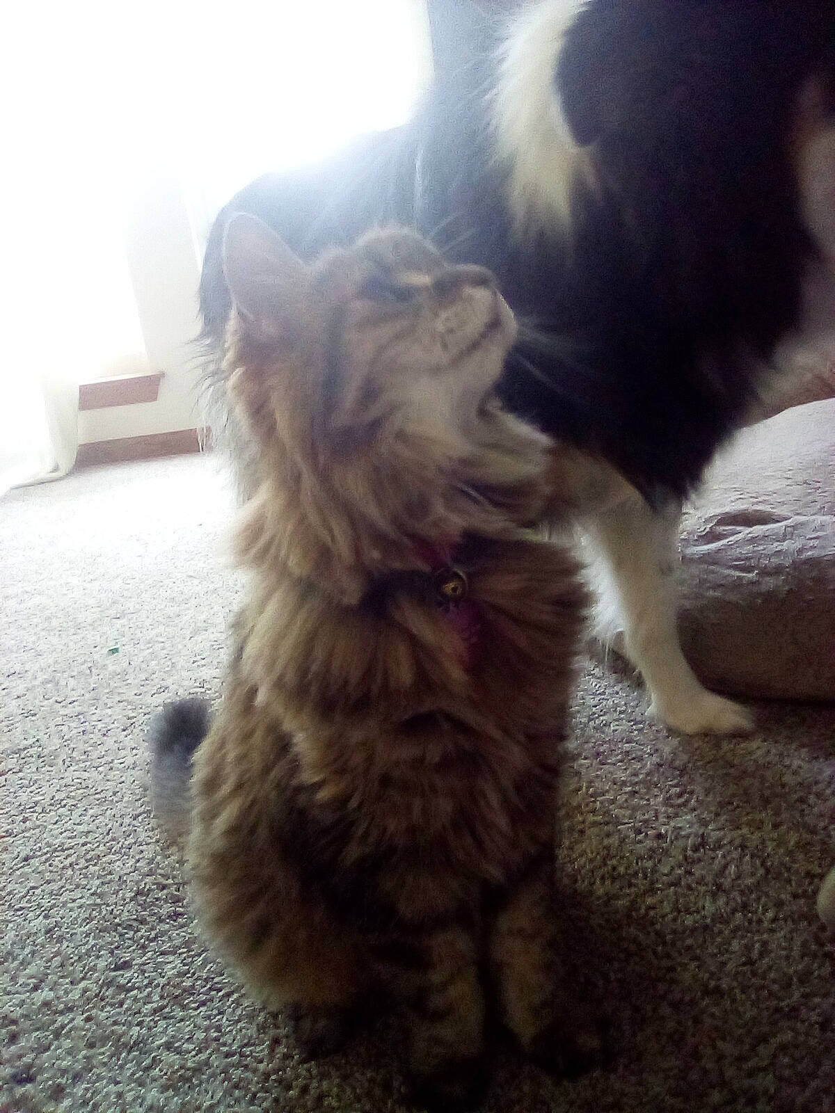 Heidi joined the competition — help win amazing prizes! canidae, carnivore, companion_dog, dog, dog_breed, ear, fawn, felidae, flooring, fur, liver, mammal, paw, small_to_medium_sized_cats, snout, sporting_group, tail, vertebrate, whiskers, working_animal