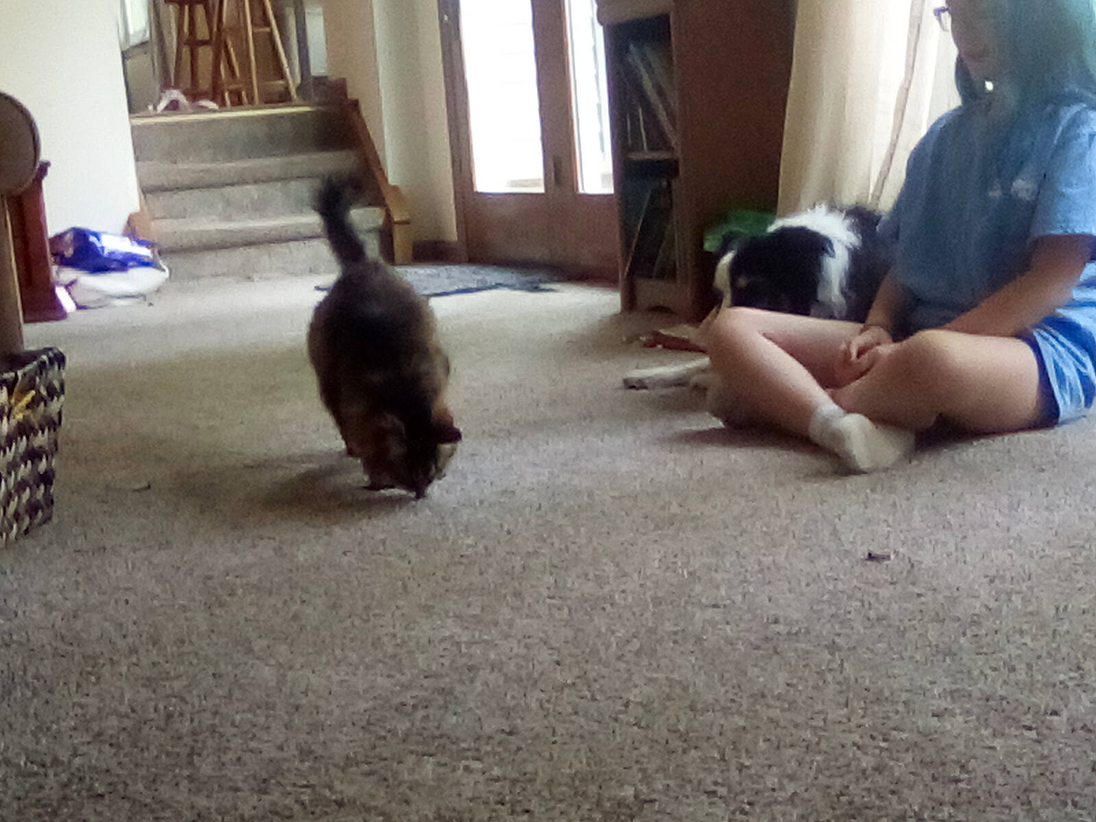 Heidi is registered to the contest to win money with this photo: canidae, carnivore, cat, comfort, companion_dog, dog_breed, fawn, felidae, floor, flooring, fur, hardwood, human_leg, shorts, small_to_medium_sized_cats, sporting_group, t_shirt, tail, window, wood