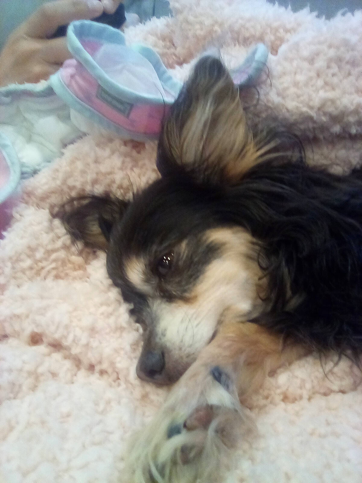 Penny joined the competition — help win amazing prizes! canidae, carnivore, comfort, companion_dog, corgi_chihuahua, dog, dog_breed, fawn, fur, non_sporting_group, paw, puppy, snout, sporting_group, tableware, terrestrial_animal, toy_dog, whiskers, working_animal, working_dog