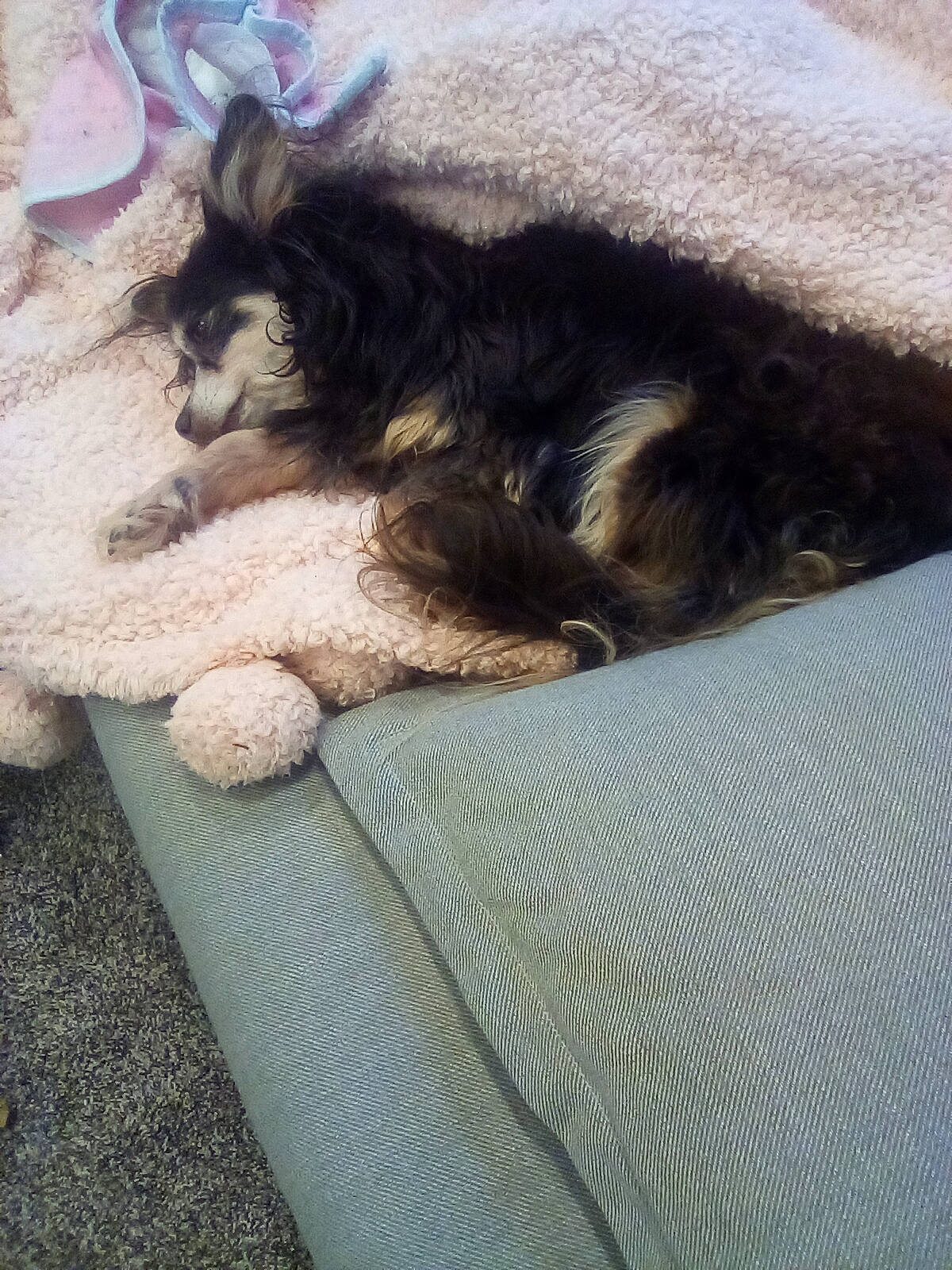 Penny is registered to the contest to win money with this photo: canidae, carnivore, cat, claw, comfort, companion_dog, dog_breed, felidae, foot, fur, grey, human_leg, linens, nap, paw, sleep, small_to_medium_sized_cats, sporting_group, tail, whiskers