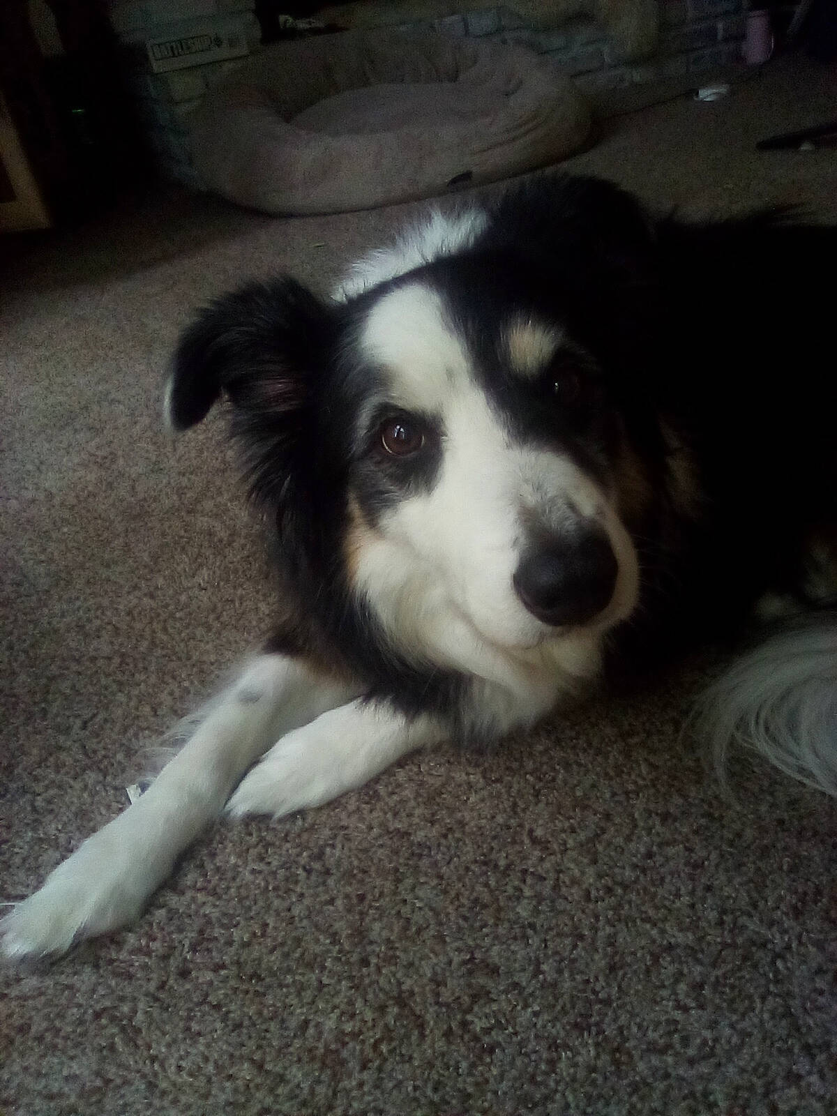 Luna joined the competition — help win amazing prizes! bored, canidae, carnivore, companion_dog, dog, dog_breed, flooring, fur, herding_dog, paw, plant, snout, sporting_group, tail, terrestrial_animal, whiskers, working_animal, working_dog