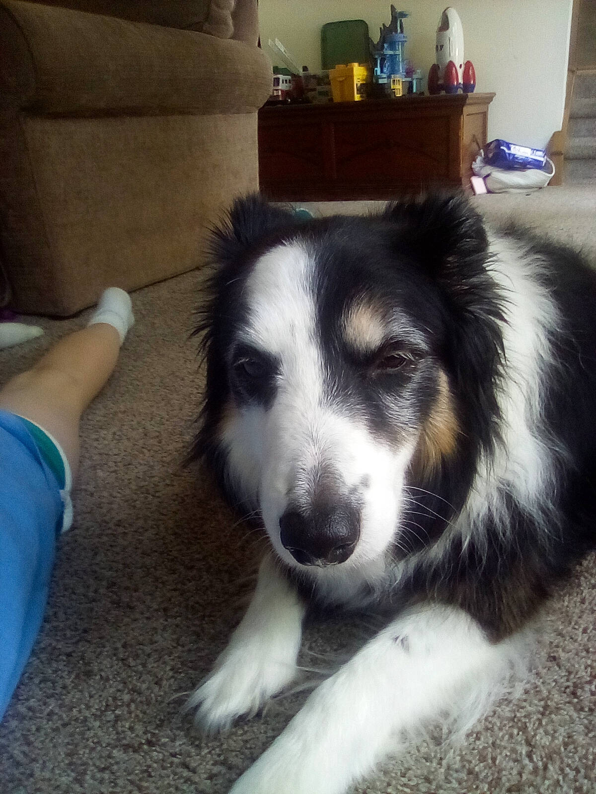 Luna is registered to the contest to win money with this photo: australian_collie, australian_shepherd, border_collie, bored, canidae, carnivore, chair, companion_dog, couch, dog, dog_breed, flooring, fur, herding_dog, snout, sporting_group, terrestrial_animal, whiskers, working_animal, working_dog