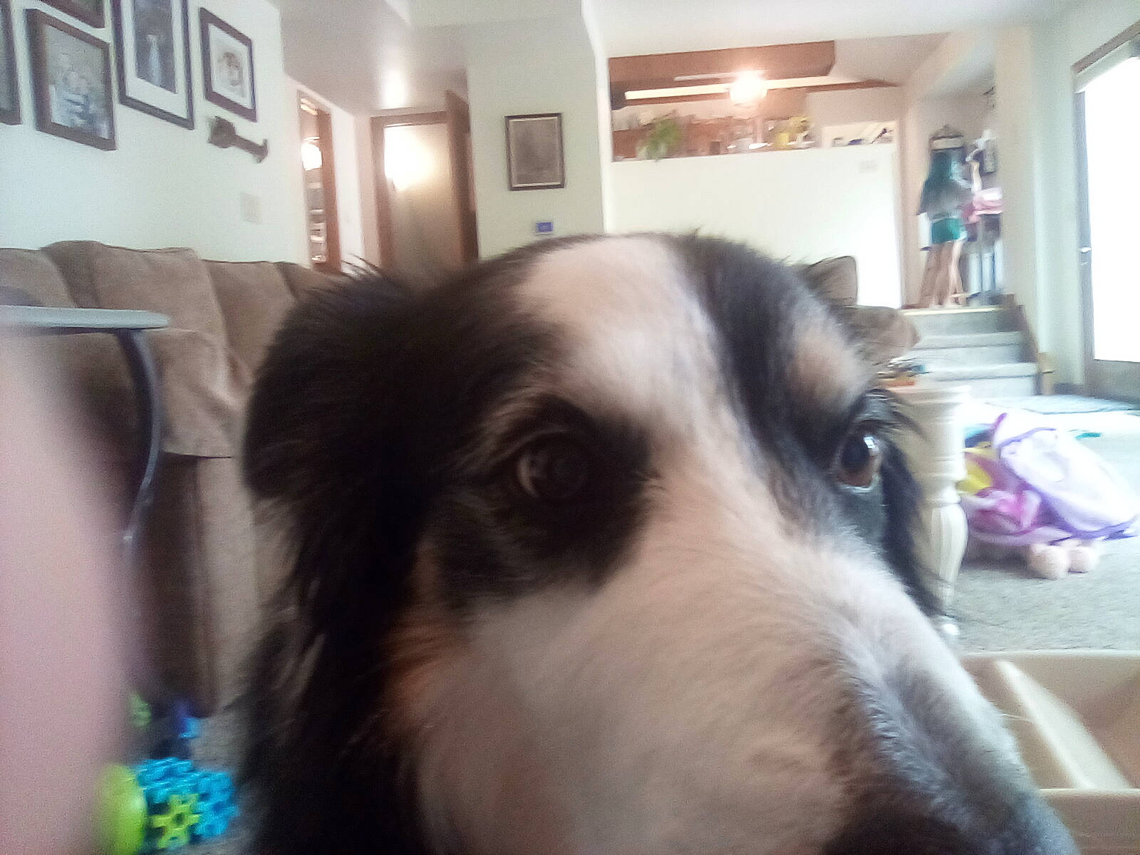 Luna is registered to the contest to win money with this photo: border_collie, bucovina_shepherd_dog, canidae, carnivore, chair, companion_dog, dog, dog_breed, flooring, fur, giant_dog_breed, herding_dog, picture_frame, room, sporting_group, terrestrial_animal, whiskers, working_animal, working_dog