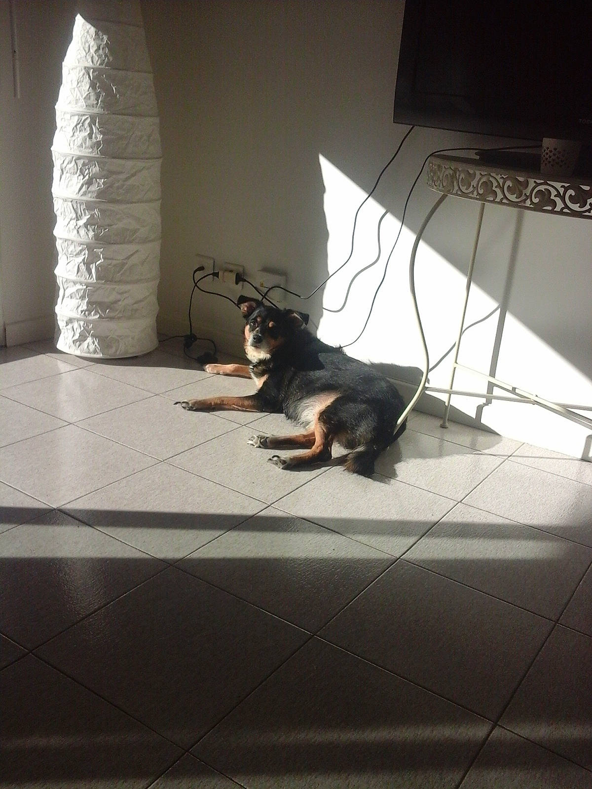 Max a rejoint le concours — aidez-le/la à gagner de superbes lots ! architecture, canidae, floor, flooring, fur, guard_dog, interior_design, room, table, tail