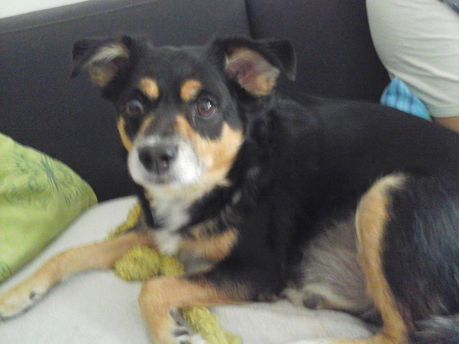 Max a rejoint le concours — aidez-le/la à gagner de superbes lots ! bored, canidae, carnivore, comfort, companion_dog, dog, dog_breed, puppy, sporting_group, terrestrial_animal, working_animal, working_dog