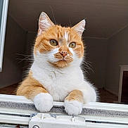 Jaja a rejoint le concours — aidez-le/la à gagner de superbes lots ! abyssinian, angora, animal, cat, computer, door, drawer, electronics, furniture, hardwood, kitten, laptop, manx, pc, pet, plywood, siamese, window, windowsill, wood