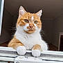 abyssinian, angora, animal, cat, computer, door, drawer, electronics, furniture, hardwood, kitten, laptop, manx, pc, pet, plywood, siamese, window, windowsill, wood