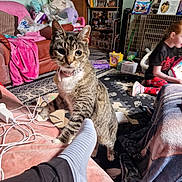 Poppy joined the competition — help win amazing prizes! blanket, carpet, cat, child, clutter, collar, couch, foot, furniture, home, indoor, person, pet, photograph, playing, room, shelf, sock, tabby, toy