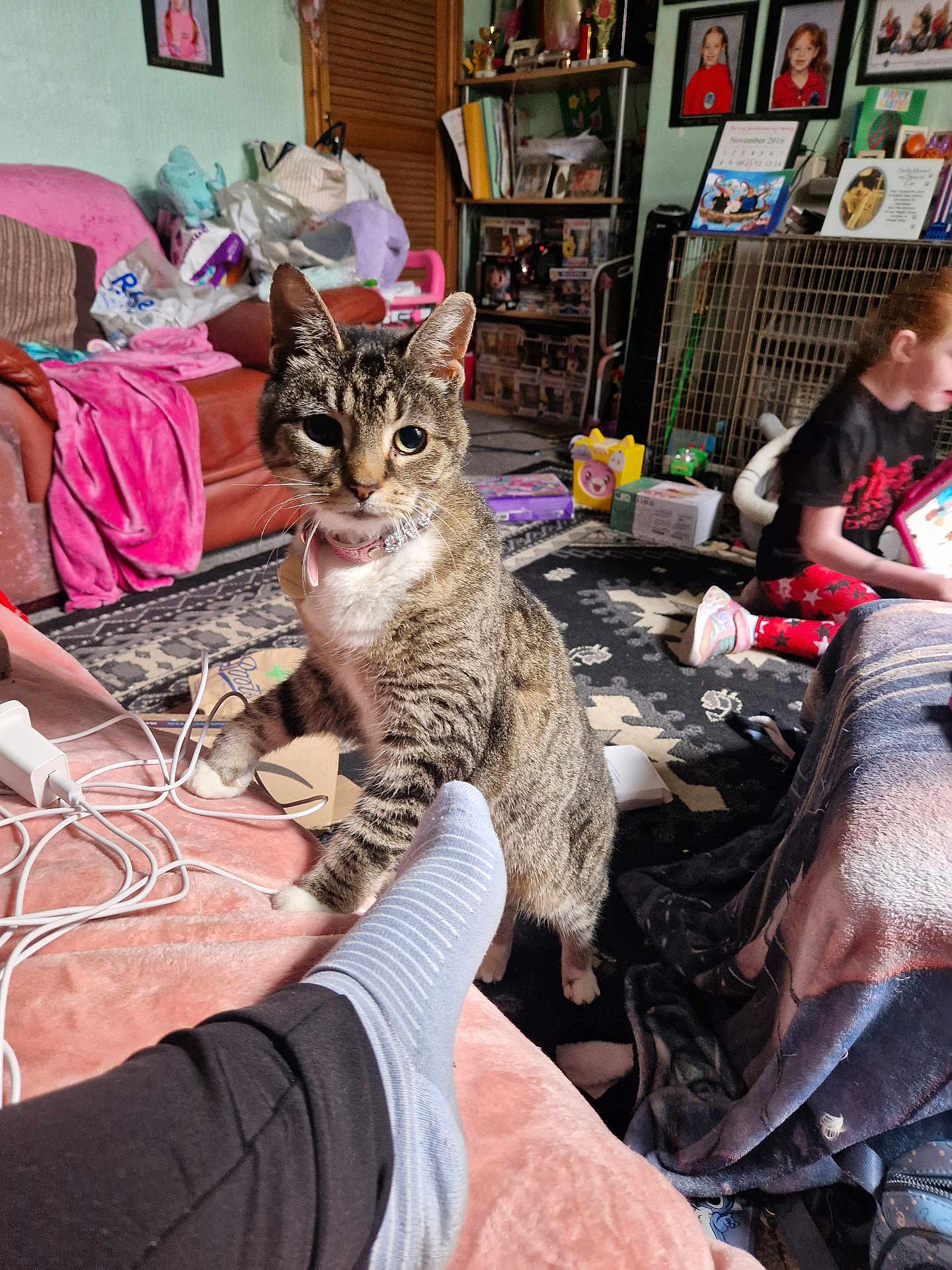 Poppy joined the competition — help win amazing prizes! blanket, carpet, cat, child, clutter, collar, couch, foot, furniture, home, indoor, person, pet, photograph, playing, room, shelf, sock, tabby, toy