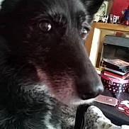 Ayra joined the competition — help win amazing prizes! animal, background, black_dog, blurred, books, box, canine, close_up, companion, dog, domestic, eye, fur, household, indoors, looking_away, nose, pet, sitting, snout