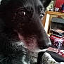 animal, background, black_dog, blurred, books, box, canine, close_up, companion, dog, domestic, eye, fur, household, indoors, looking_away, nose, pet, sitting, snout