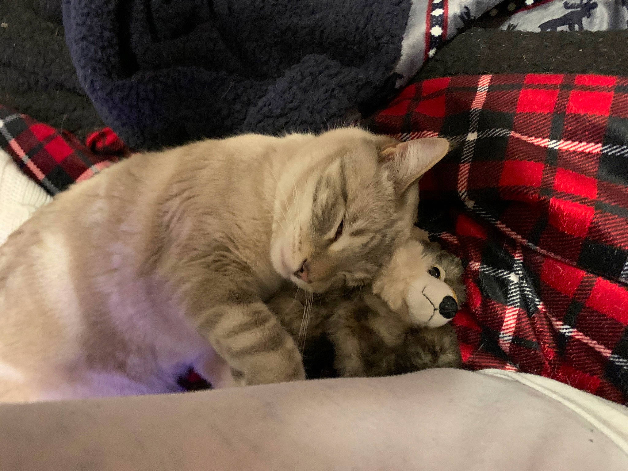 Lennox joined the competition — help win amazing prizes! bedding, canidae, carnivore, cat, claw, comfort, domestic_short_haired_cat, fang, felidae, fur, grey, linens, pattern, paw, plaid, small_to_medium_sized_cats, tail, tartan, textile, whiskers