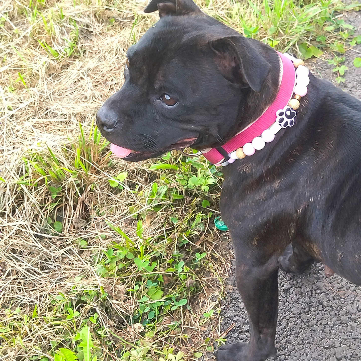 Replay a rejoint le concours — aidez-le/la à gagner de superbes lots ! alert, animal, beads, black_dog, canine, collar, daylight, dog, fur, grass, greenery, ground, nature, outdoor, paw_print, pet, playful, side_view, standing, tongue_out