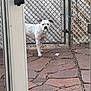 Winter is registered to the contest to win money with this photo: dog, white_dog, spotted_dog, chain_link_fence, outdoor, patio, flagstone, door, glass_door, pet, animal, mischievous, looking, standing, yard, fence, daylight, curious, canine, domestic_animal