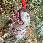 Winter is registered to the contest to win money with this photo: dog, white_dog, pink_harness, tongue_out, panting, outdoor, forest, rocks, trees, happy, pet, canine, nature, animal, playful, excited, daylight, ground, collar, adventure