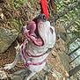 dog, white_dog, pink_harness, tongue_out, panting, outdoor, forest, rocks, trees, happy, pet, canine, nature, animal, playful, excited, daylight, ground, collar, adventure