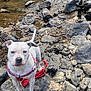 dog, white_dog, red_harness, rocks, stream, water, outdoor, nature, animal, pet, canine, leash, curious, standing, rocky_terrain, daylight, riverbed, muddy_water, calm, closeup