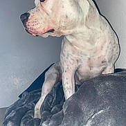 Winter is registered to the contest to win money with this photo: animal, blanket, canine, companion, curious, dog, domestic_animal, fur, indoor, looking_away, mammal, pet, resting, side_view, sitting, soft_texture, spot_pattern, spotted_dog, wall, white_dog