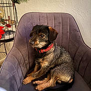 Cookie participe au concours pour gagner de l'argent avec cette photo : dog, puppy, red_collar, chair, indoor, furniture, holiday_decoration, plant, wall, pet, sitting, fur, cute, small_dog, domestic_animal, canine, cozy, curious, relaxed, looking_away