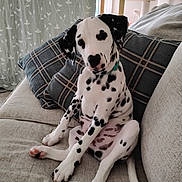 Marshall is registered to the contest to win money with this photo: dalmatian, puppy, dog, spotted, sitting, couch, pillows, plaid, indoor, pet, canine, relaxed, cute, young_dog, fur, ears, tail, home, animal, domestic