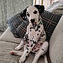 dalmatian, puppy, dog, spotted, sitting, couch, pillows, plaid, indoor, pet, canine, relaxed, cute, young_dog, fur, ears, tail, home, animal, domestic