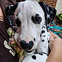 Marshall joined the competition — help win amazing prizes! dalmatian, puppy, dog, close_up, pet, black_and_white, spots, rope_toy, person, arm, holding, outdoor, brick_wall, garden_hose, cute, animal, young_dog, fur, portrait, eyes