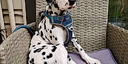 Marshall joined the competition — help win amazing prizes! dalmatian, puppy, dog, wicker_chair, cushion, pet, outdoor, glass_door, reflection, fur, white, black_spots, leash, harness, animal, sitting, paw, curious, calm, house