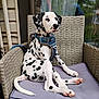 dalmatian, puppy, dog, wicker_chair, cushion, pet, outdoor, glass_door, reflection, fur, white, black_spots, leash, harness, animal, sitting, paw, curious, calm, house