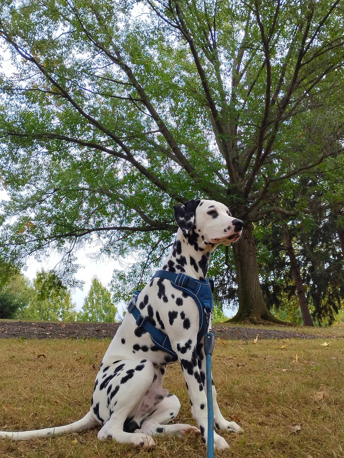 Marshall