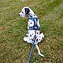 Marshall joined the competition — help win amazing prizes! dog, dalmatian, puppy, grass, leash, harness, outdoor, pet, animal, canine, sitting, spotted, nature, field, young, cute, side_view, resting, summer, greenery