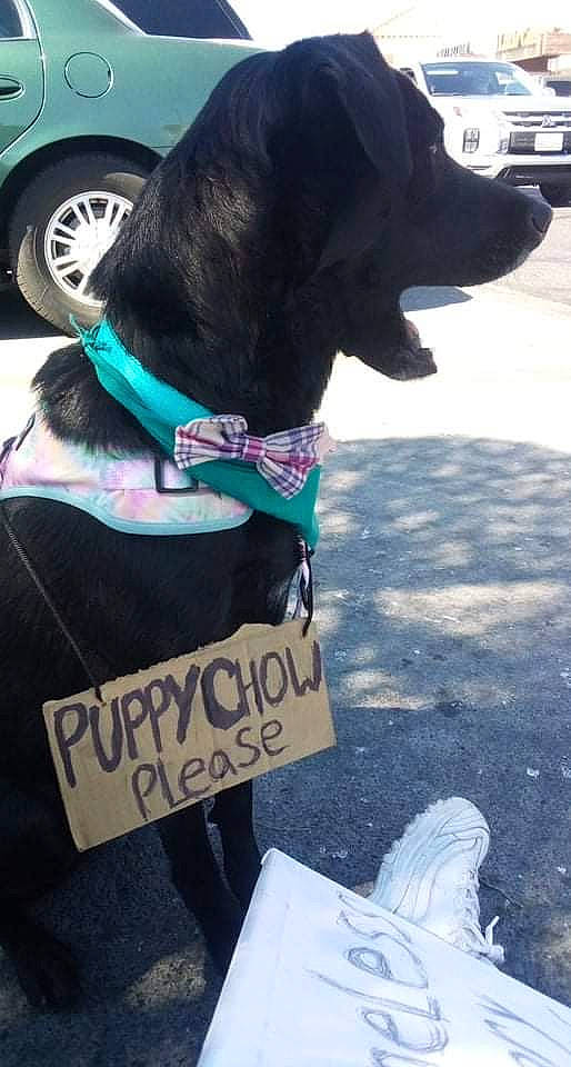 Kira is registered to the contest to win money with this photo: asphalt, automotive_lighting, black, car, collar, companion_dog, dog, dog_collar, event, green, handwriting, mammal, motor_vehicle, pet_supply, snapshot, tire, vehicle_door, vertebrate, wheel, white