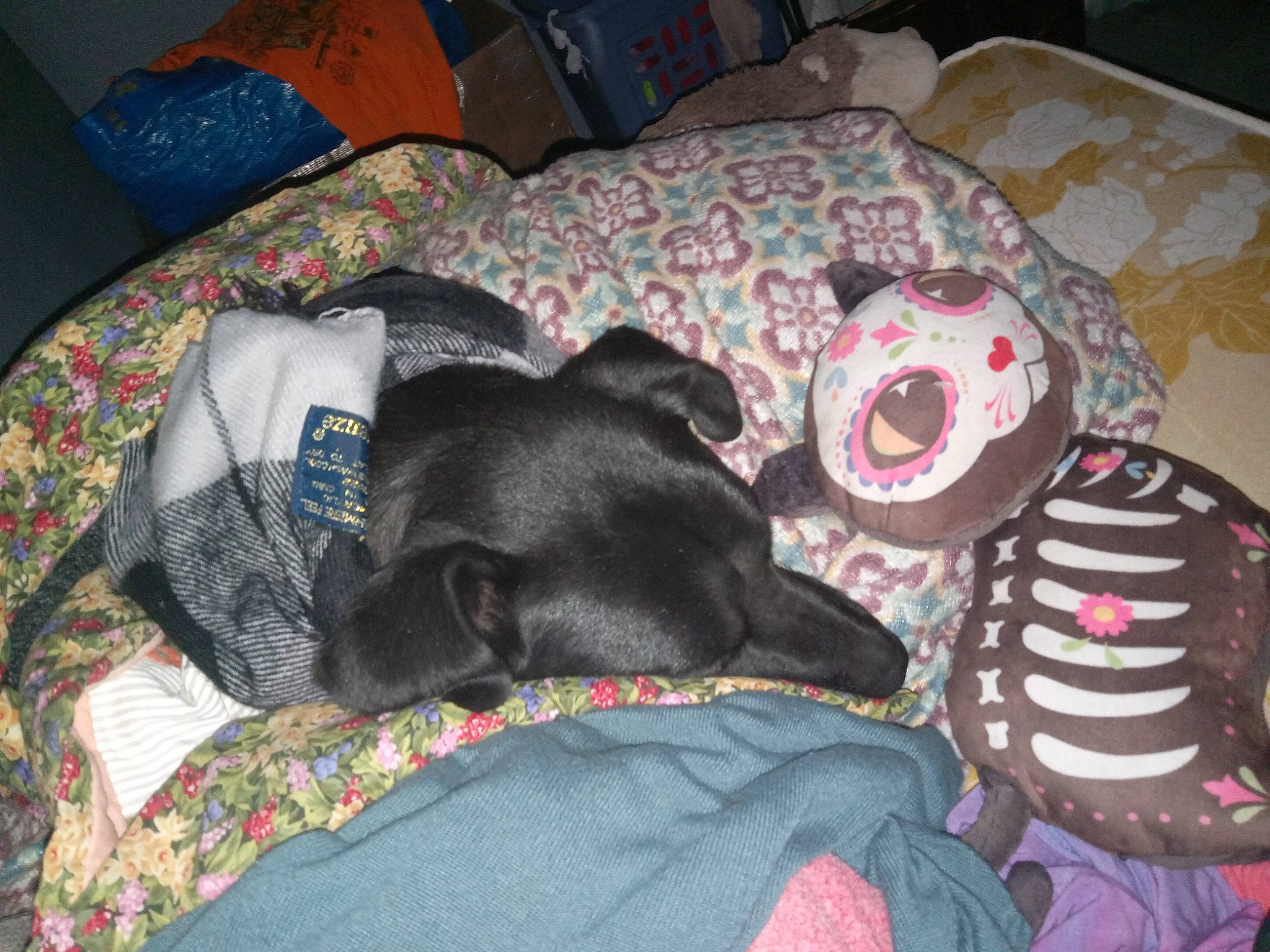 Kira joined the competition — help win amazing prizes! bed, bedding, canidae, carnivore, comfort, companion_dog, couch, dog, dog_breed, dog_supply, fur, grey, linens, living_room, mammal, nap, room, sporting_group, vertebrate, working_animal