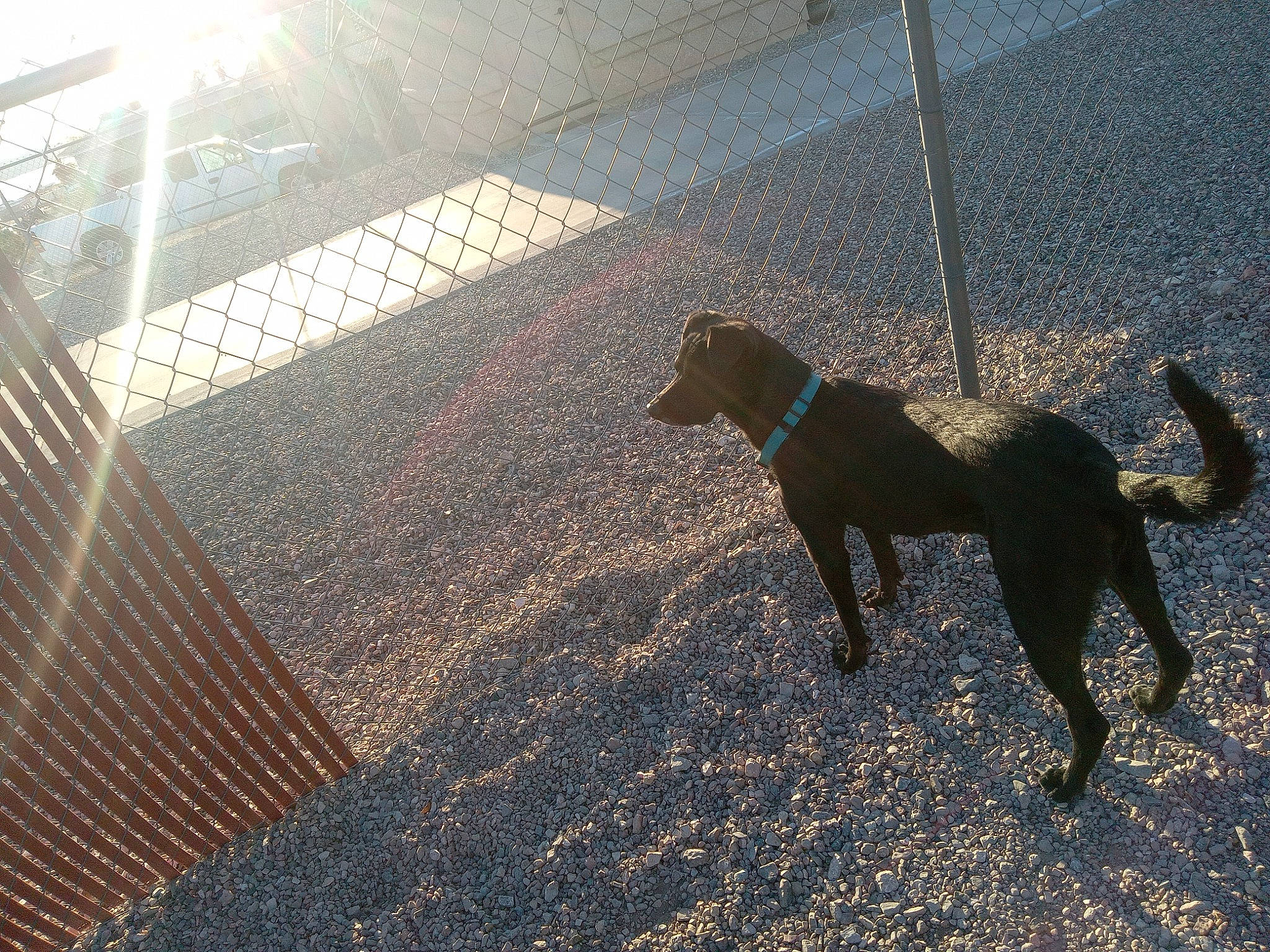 Kira joined the competition — help win amazing prizes! asphalt, canidae, carnivore, dog, dog_breed, fawn, flooring, grass, leash, mesh, pet_supply, road_surface, shade, shadow, soil, tail, tints_and_shades, wood, working_animal, working_dog