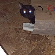 Kuma is registered to the contest to win money with this photo: animal, black_cat, cat, closeup, curious, cute, dark, domestic_cat, feline, floor, glowing_eyes, hidden, indoor, mystery, paper_bag, peeking, pet, playful, shadow, tile_floor