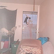 Nagomi joined the competition — help win amazing prizes! animal, bow, cat, chair, container, cozy, curtain, decorations, door, floor, furniture, glass, home, indoor, jumping, leaping, light, pet, pillow, window