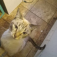 Chicken is registered to the contest to win money with this photo: animal, appliance, brown, cat, closeup, curiosity, curious, domestic, ears, feline, floor, home, indoor, looking_up, pet, striped, tail, tile, whiskers, white