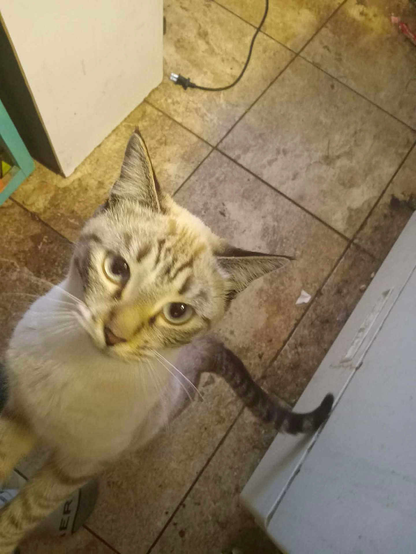 Chicken is registered to the contest to win money with this photo: animal, appliance, brown, cat, closeup, curiosity, curious, domestic, ears, feline, floor, home, indoor, looking_up, pet, striped, tail, tile, whiskers, white