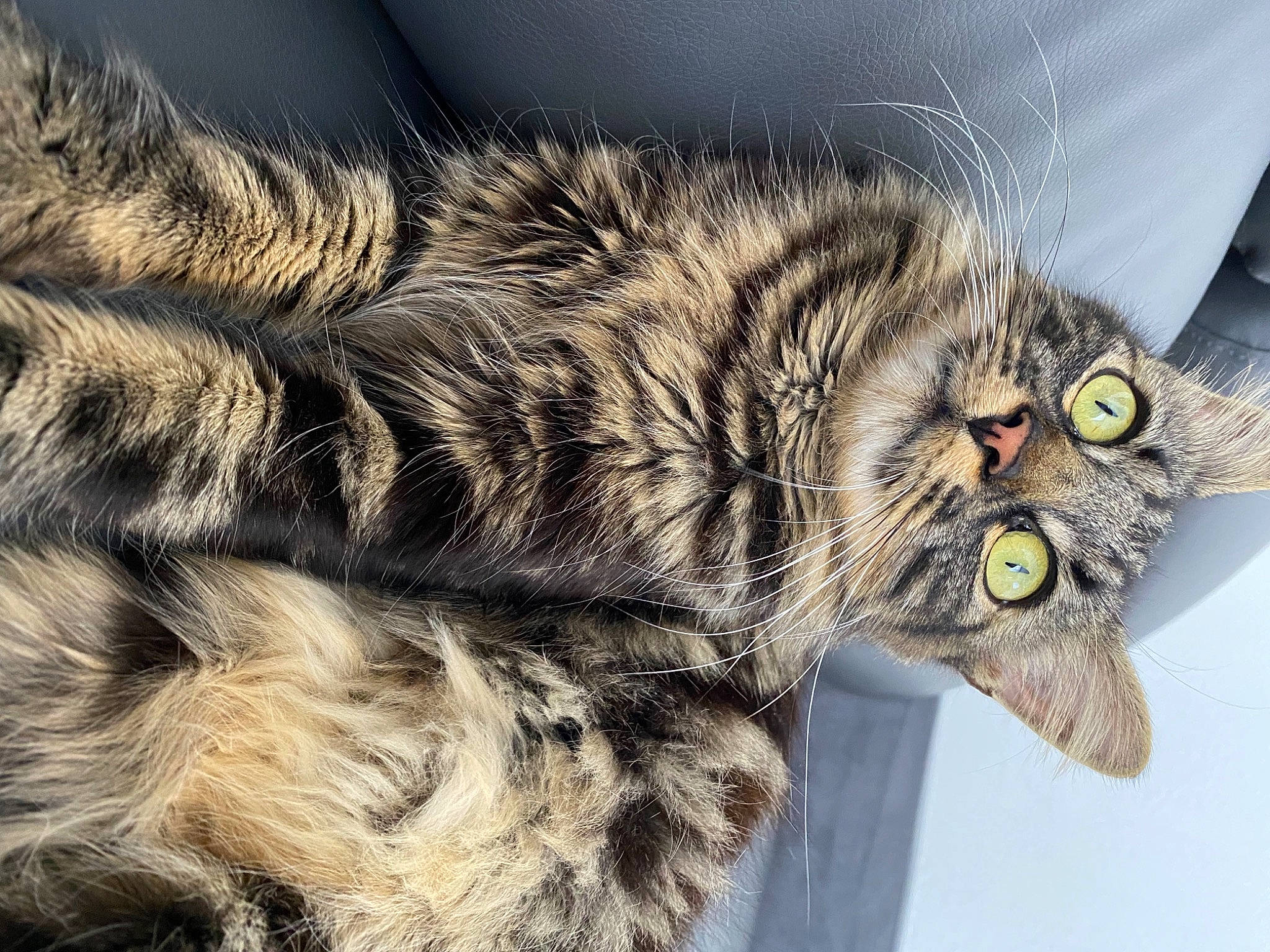 Naya a rejoint le concours — aidez-le/la à gagner de superbes lots ! carnivore, cat, claw, close_up, domestic_short_haired_cat, eye, felidae, fur, paw, small_to_medium_sized_cats, snout, tail, terrestrial_animal, whiskers, wildlife