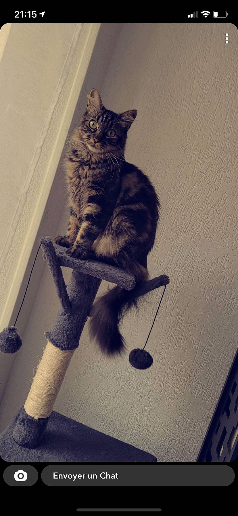 Naya a rejoint le concours — aidez-le/la à gagner de superbes lots ! carnivore, cat, claw, domestic_short_haired_cat, fawn, felidae, fur, grey, human_leg, leg, metal, paw, sitting, small_to_medium_sized_cats, snout, tail, thigh, whiskers, window, wood